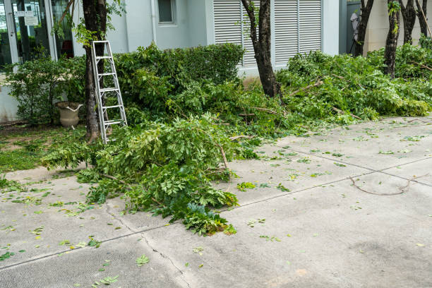 Professional Tree Service in Florida Gulf Coast University, FL